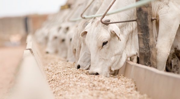 Produção de alimentos para animais aumentará na América Latina