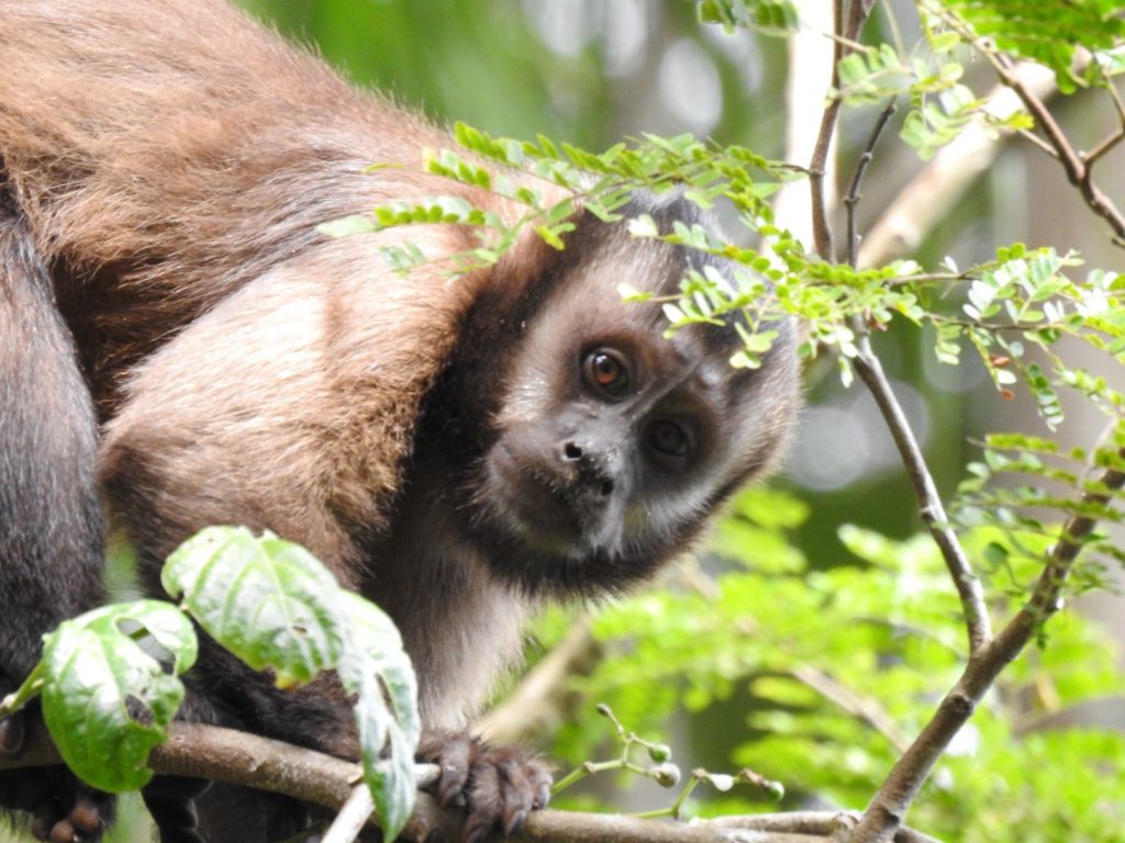 A silvicultura e a conservação da biodiversidade