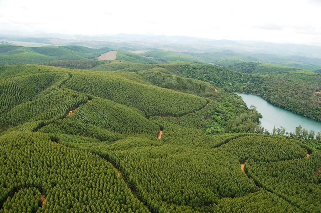 Cenibra promove manejo florestal sustentável