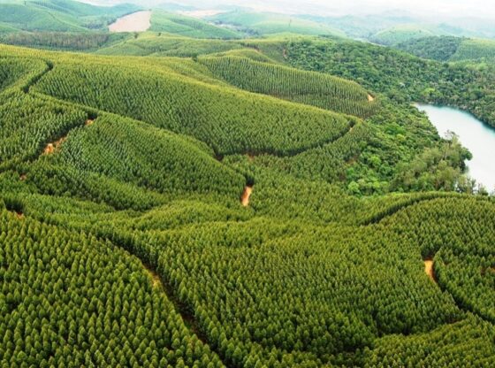 Florestas Plantadas Em Minas Gerais Preservam Mais De Um MilhÃo De Hectares De VegetaÇÃo Nativa 3531